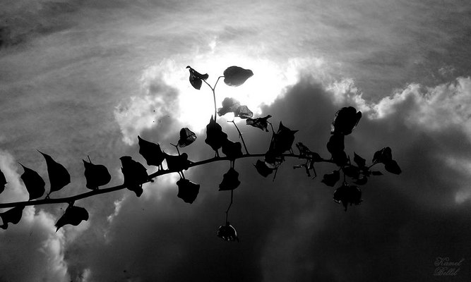 Paysage méditerranéen